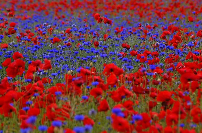 Samenmischung Mohnwiese Kornblume + Klatschmohn