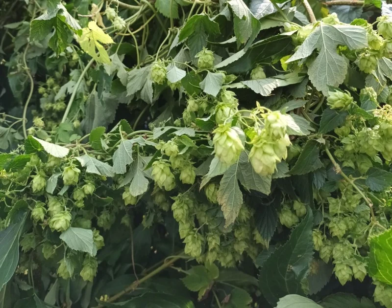 300 Samen Echter Hopfen Humulus lupulus - mehrjährig Fassadenbegrünung, essbar