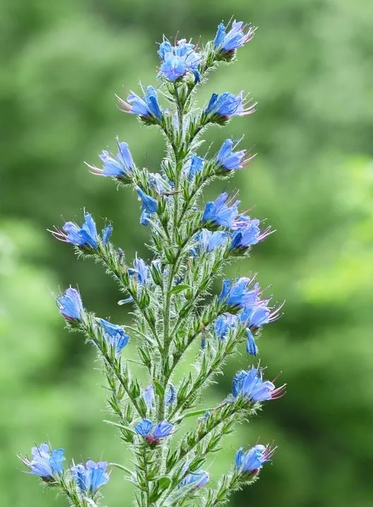 Blumensamenmischung "Blauer Wildgarten" - 3 Sorten Wildblumen
