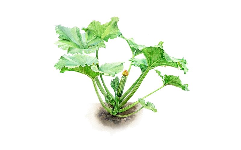 Zucchini ‘Cocozelle von Tripolis’
