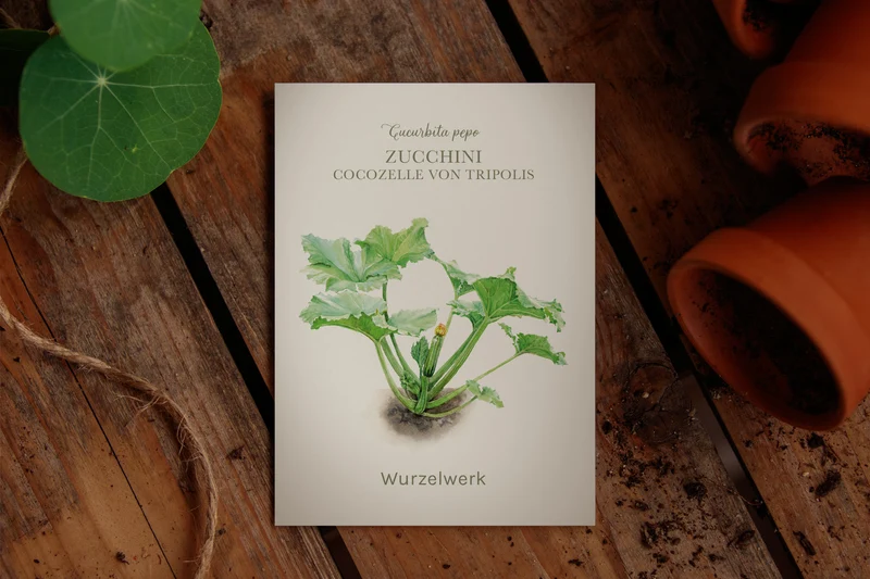 Zucchini ‘Cocozelle von Tripolis’