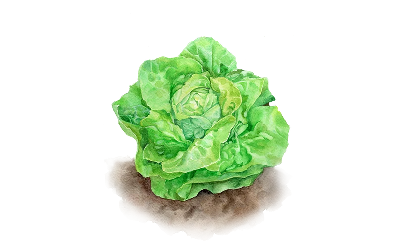 Kopfsalat ‘Summertime‘