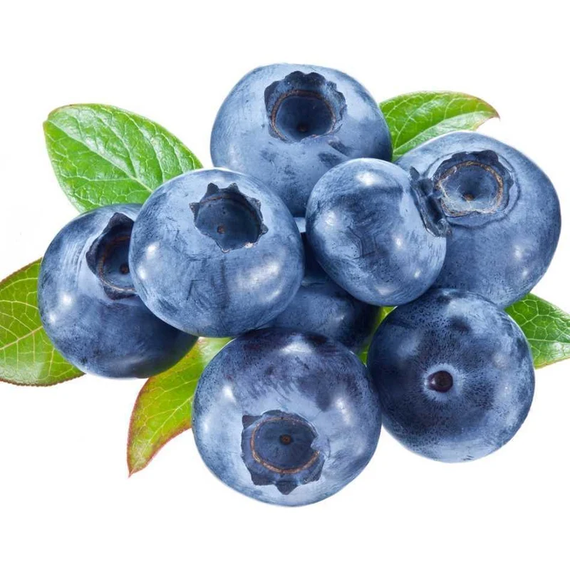 Heidelbeer Pflanzen kaufen – Heidelbeer Blaubeer Pflanzen von Flora Boost