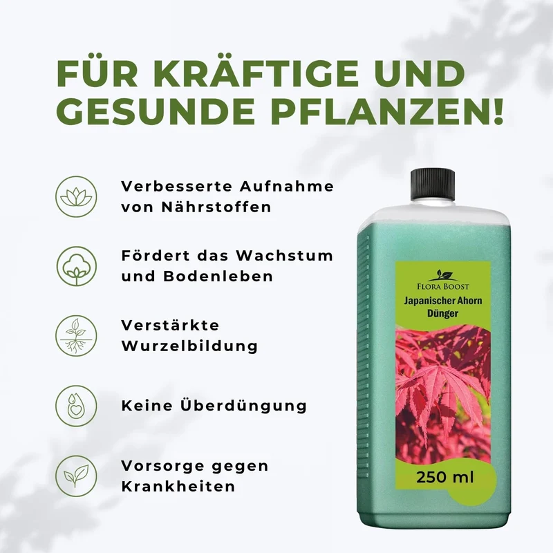 Japanischer Ahorn Dünger von Flora Boost für gesunde Fächerahorn-Pflanzen