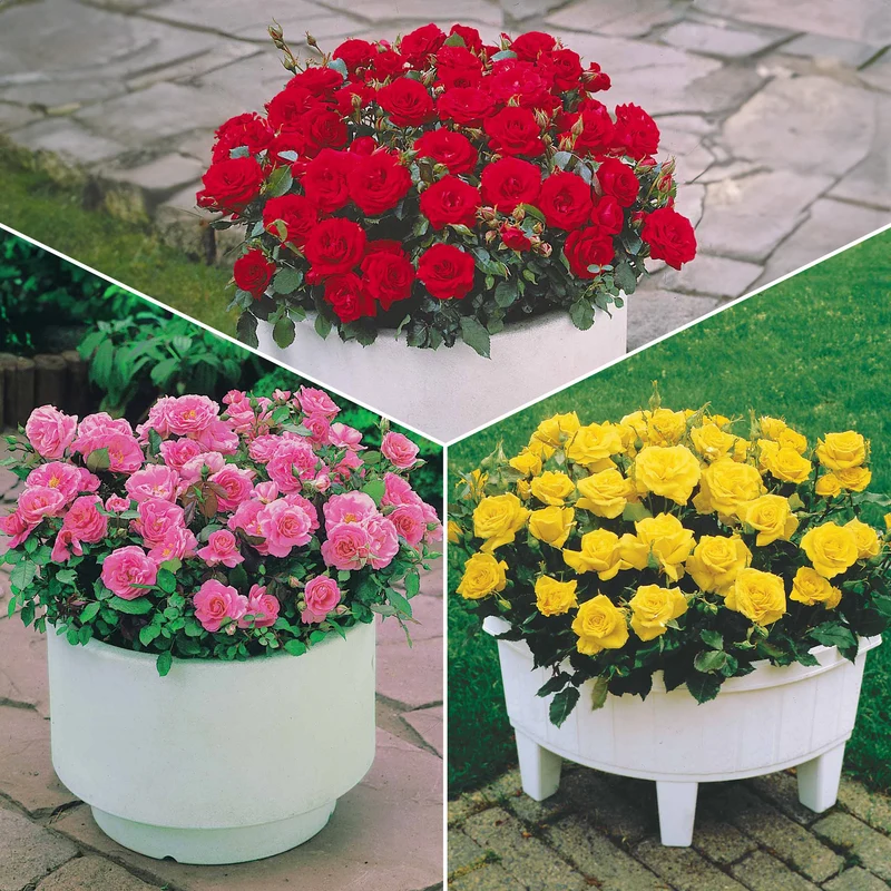 Randilla-Mini-Rosen: rot + gelb + rosa (x3)