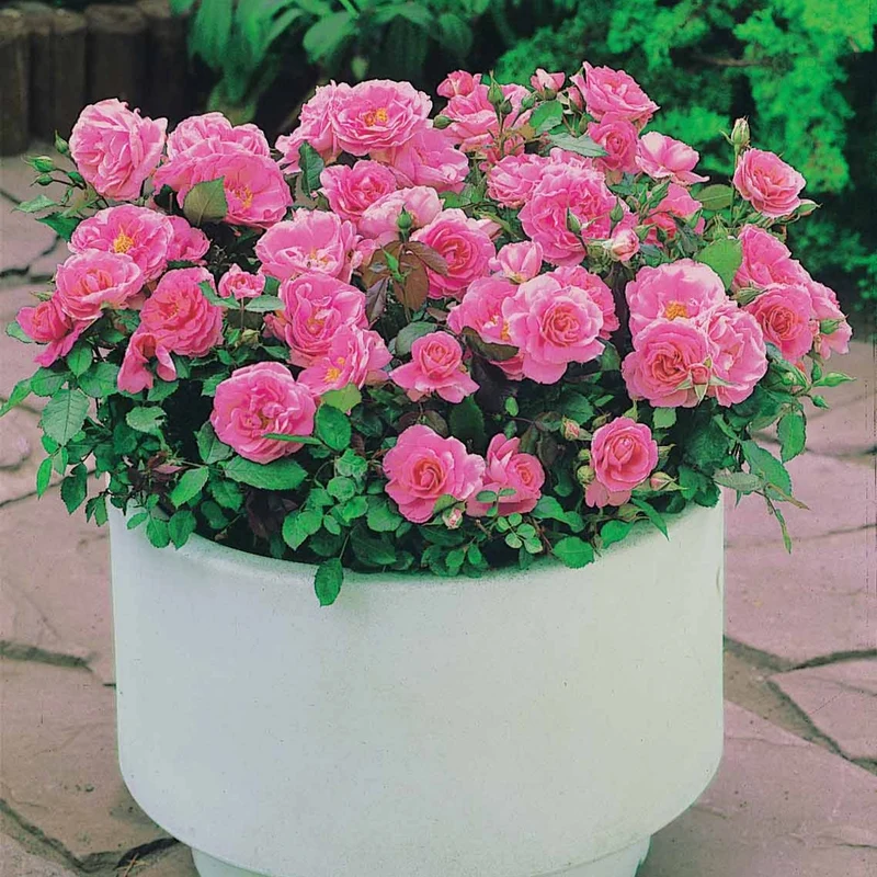 Randilla-Mini-Rosen: rot + gelb + rosa (x3)