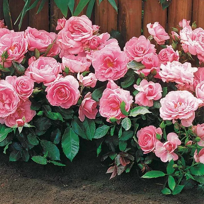 Randilla-Mini-Rosen: rot + gelb + rosa (x3)