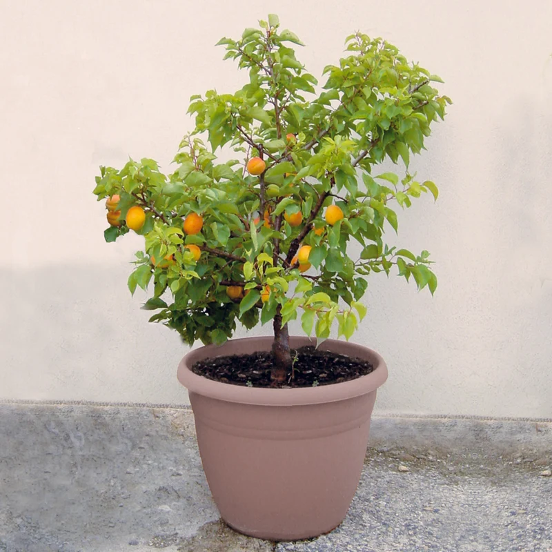 Zwergaprikose ‘Aprigold’