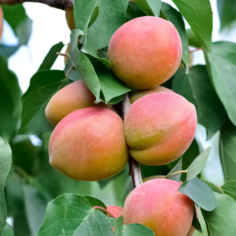 Zwergaprikose ‘Aprigold’