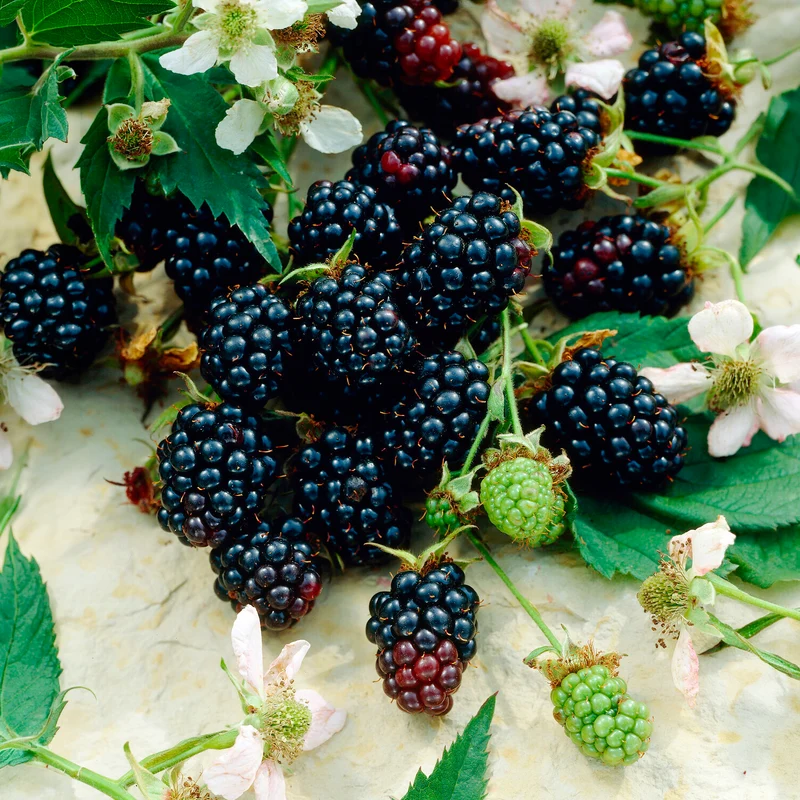 Brombeere Dirksen