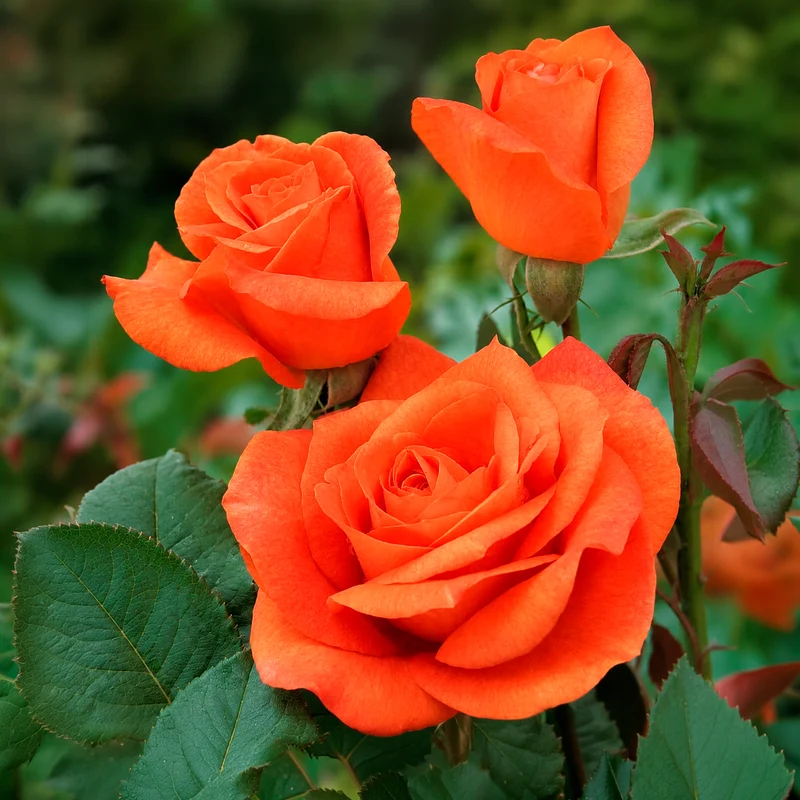Rosenstrauch Orange Supreme