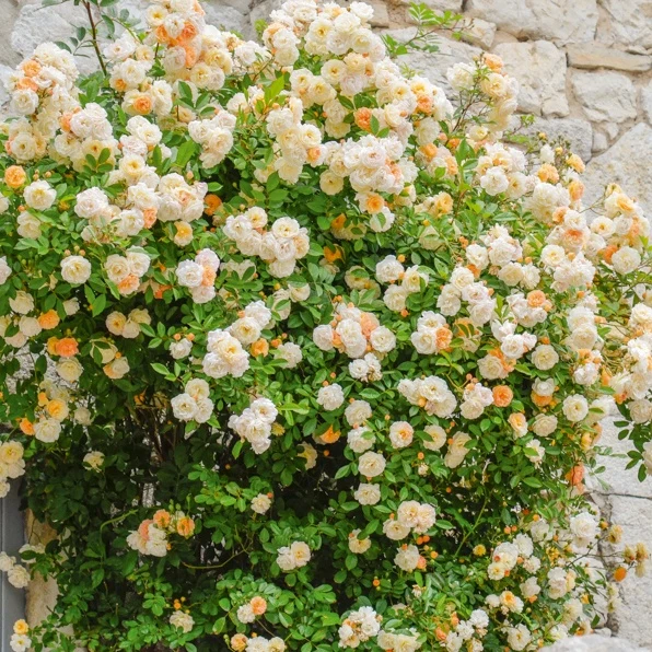 Rose ‘Ghislaine de Féligonde’