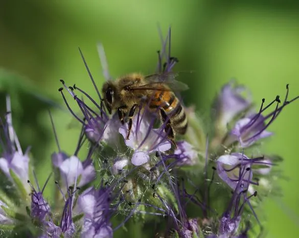 6000 Samen Phacelia tanacetifolia Phacelie - Bienenfreund Bienenweide