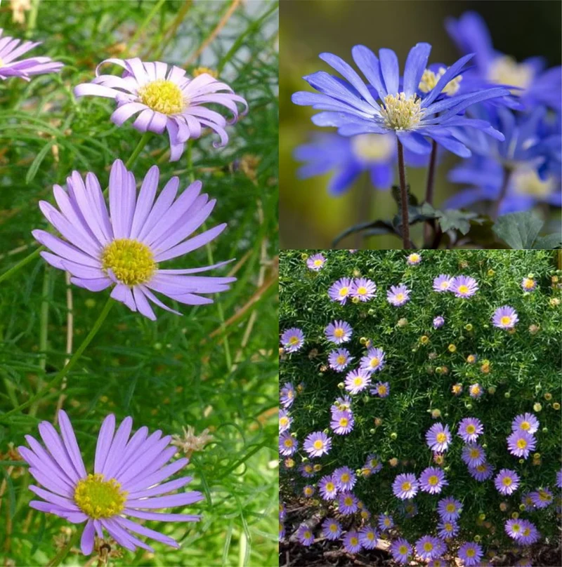 1000 Samen Blaues Gänseblümchen Brachyscome iberidifolia