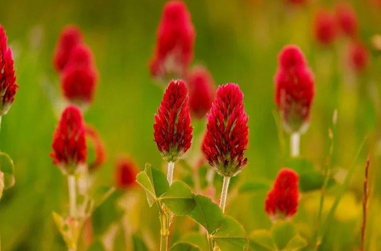 6000 Samen Inkarnatklee Trifolium incarnatum - Großpackung Blutklee Rosen Klee