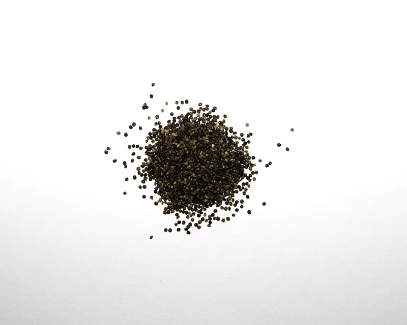 400 Samen Lila Baumspinat Chenopodium giganteum - Spinatbaum Rarität