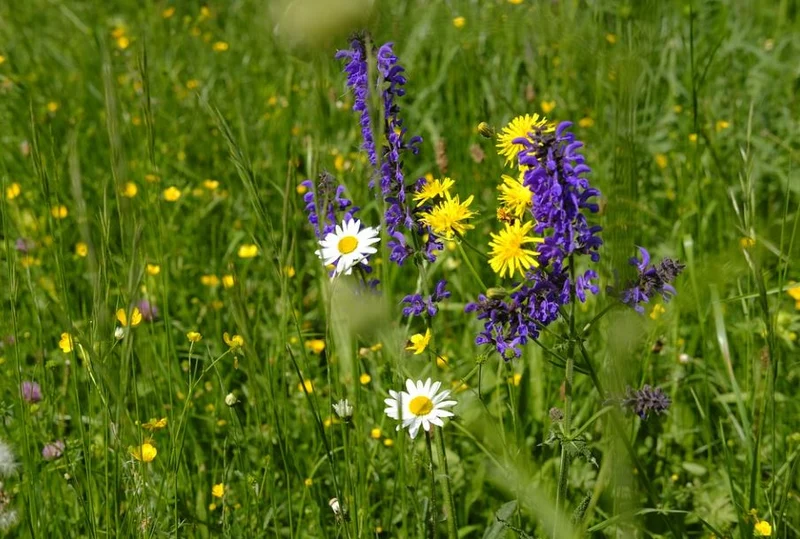 500 Samen Wiesen-Salbei Salvia pratensis