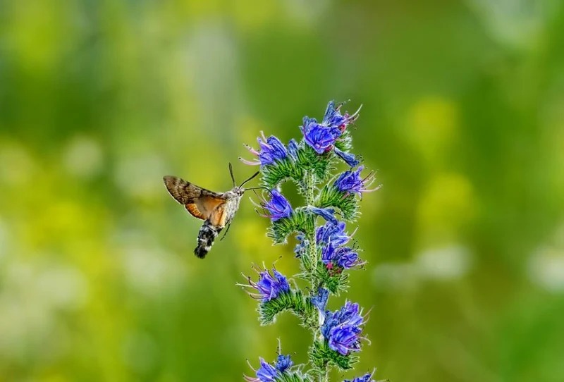 Blauer Natternkopf Samen Echium vulgare ab 500 Samen