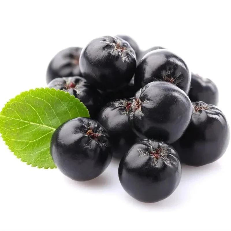 Aronia Pflanzen - Aroniabeeren Strauch Sorte Nero für Ihren Garten kaufen