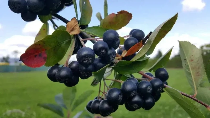 Aronia Pflanzen - Aroniabeeren Strauch Sorte Nero für Ihren Garten kaufen