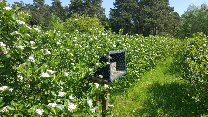 Aronia Pflanzen - Aroniabeeren Strauch Sorte Nero für Ihren Garten kaufen