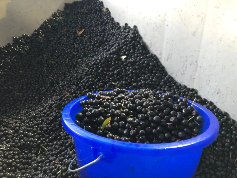 Aronia Pflanzen - Aroniabeeren Strauch Sorte Nero für Ihren Garten kaufen