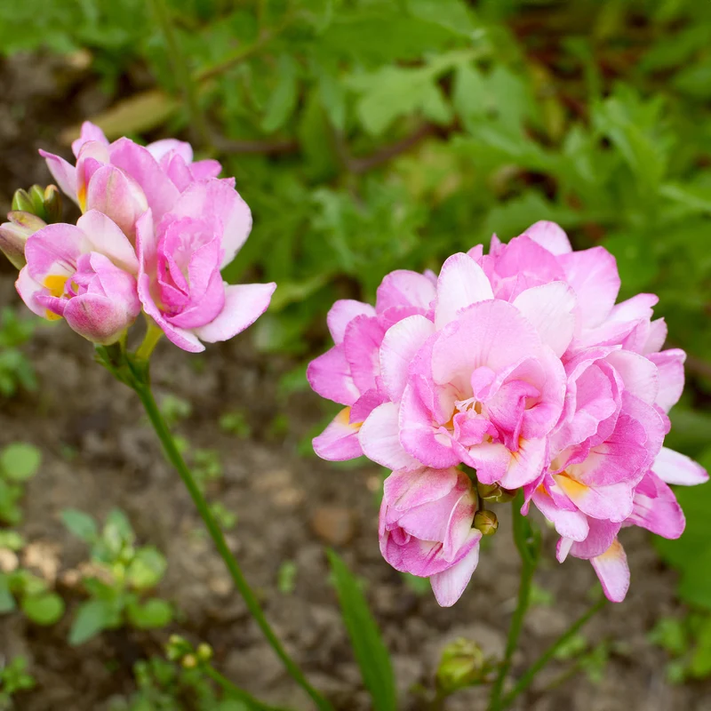 Gefüllte Freesien rosa (x25)