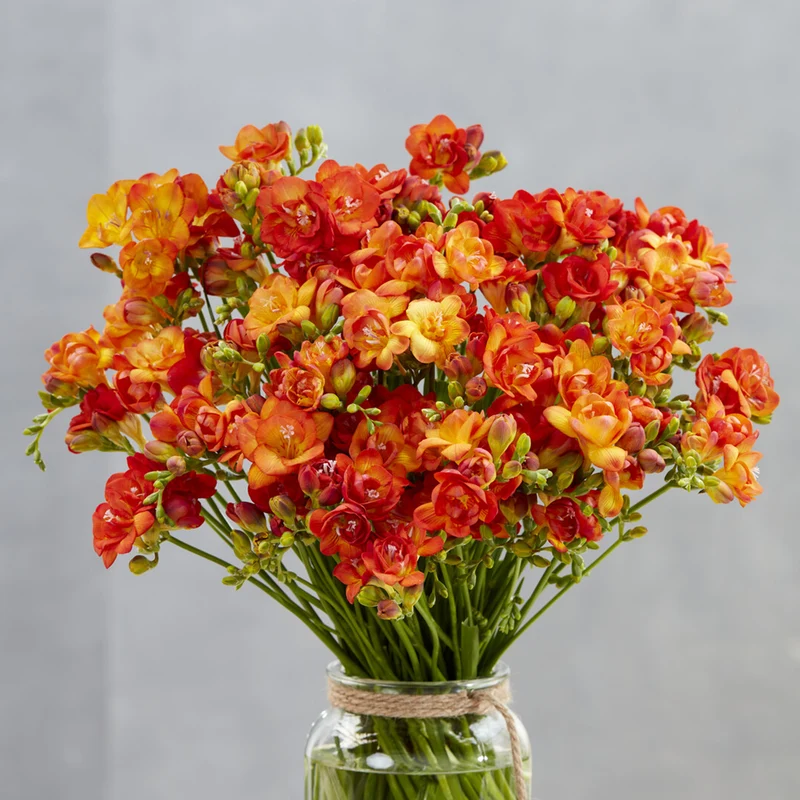 Gefüllte Freesien orange (x25)