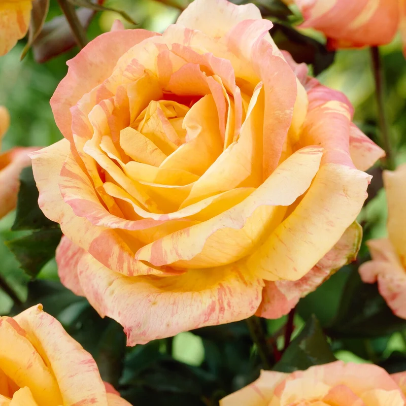 Rose 'André Willemse'