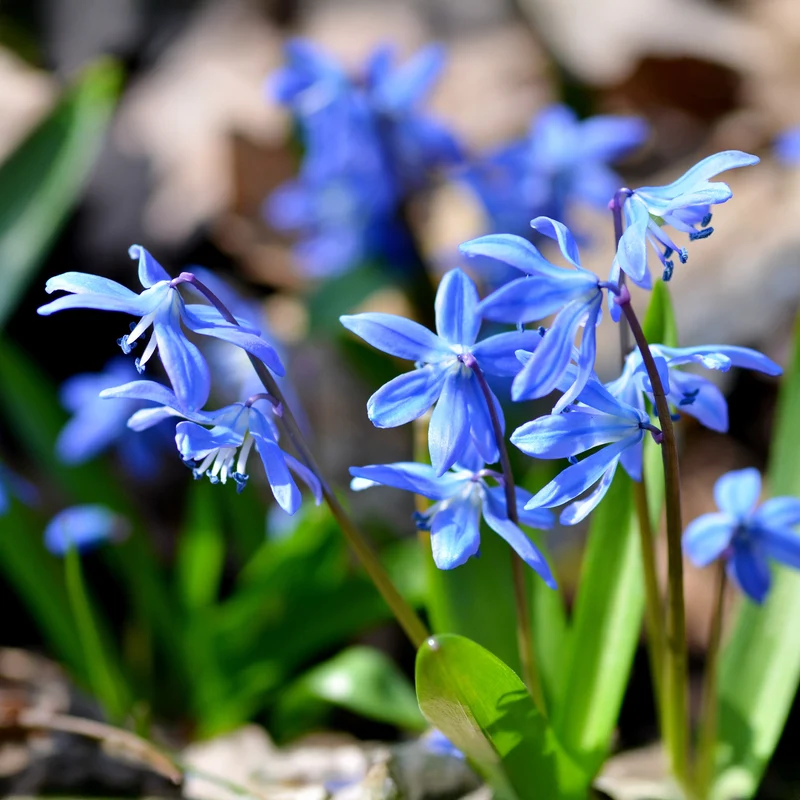 Sibirischer Blaustern
