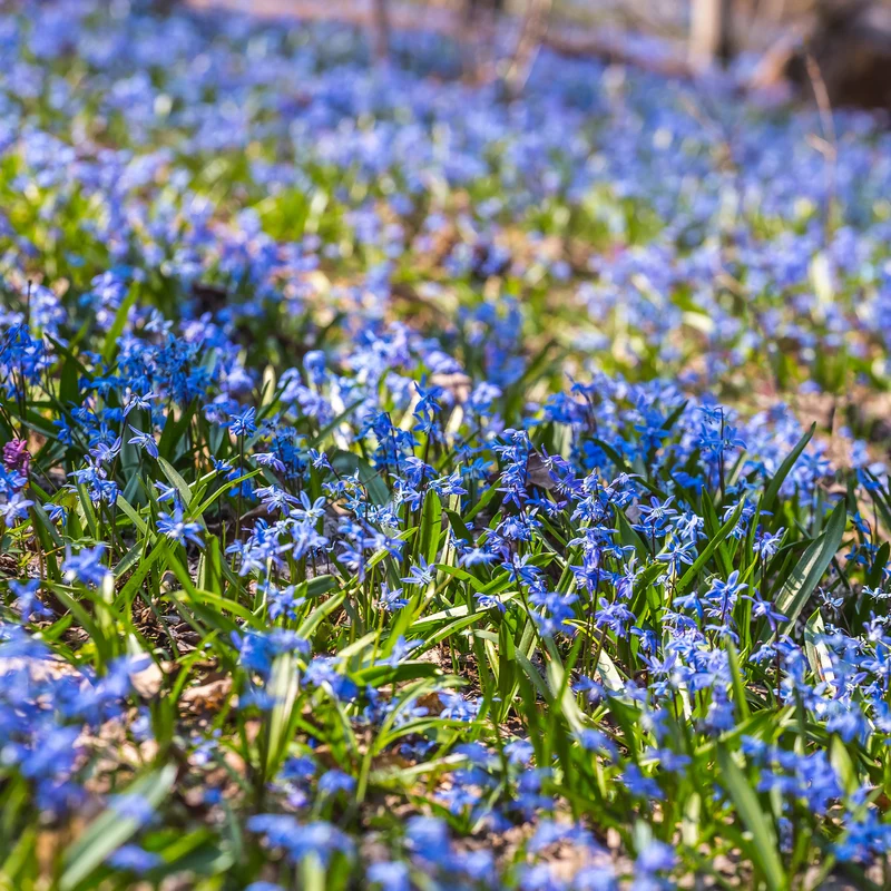Sibirischer Blaustern