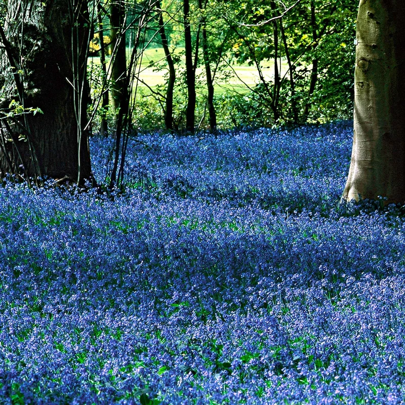Sibirischer Blaustern