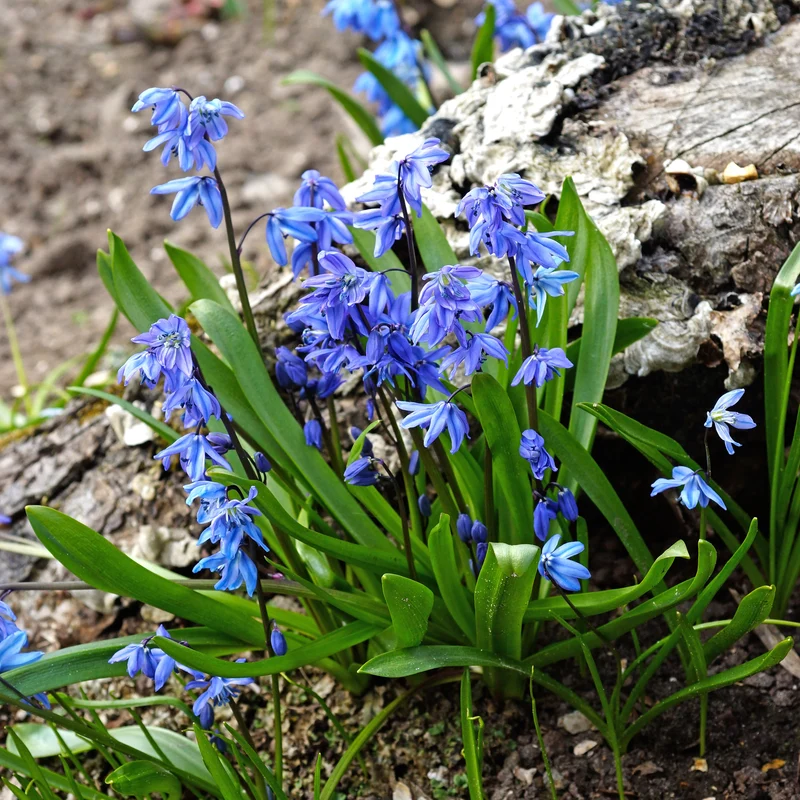 Sibirischer Blaustern