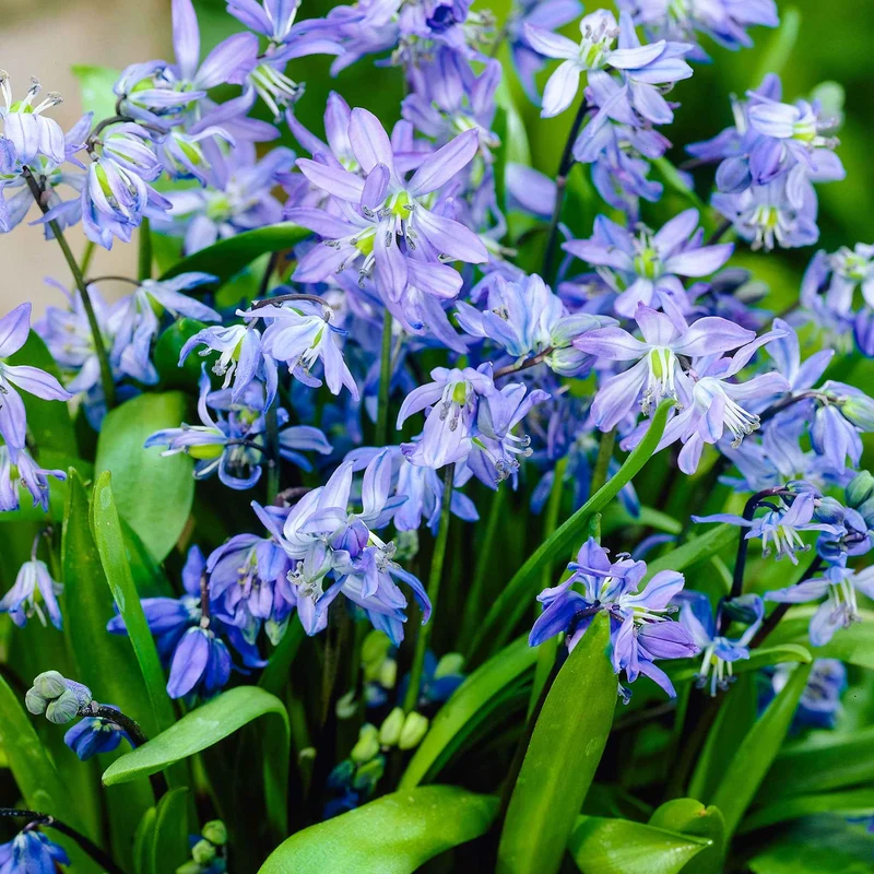 Sibirischer Blaustern