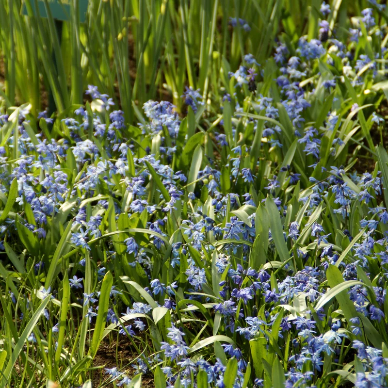 Sibirischer Blaustern