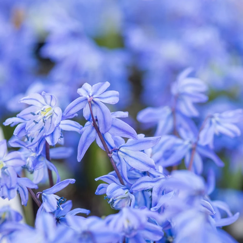 Sibirischer Blaustern