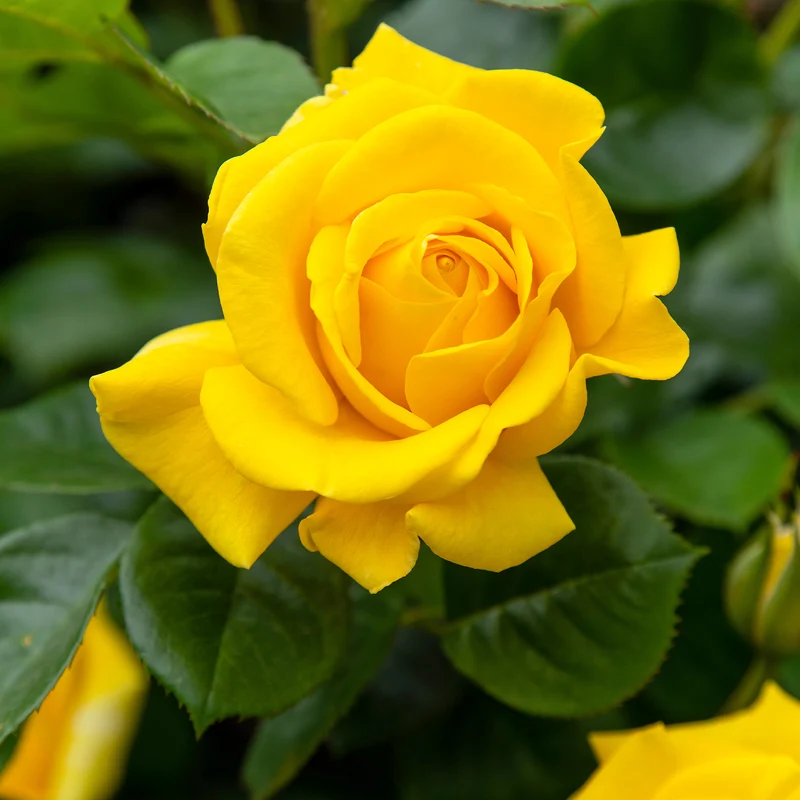 Rose ‘Hadangel’
