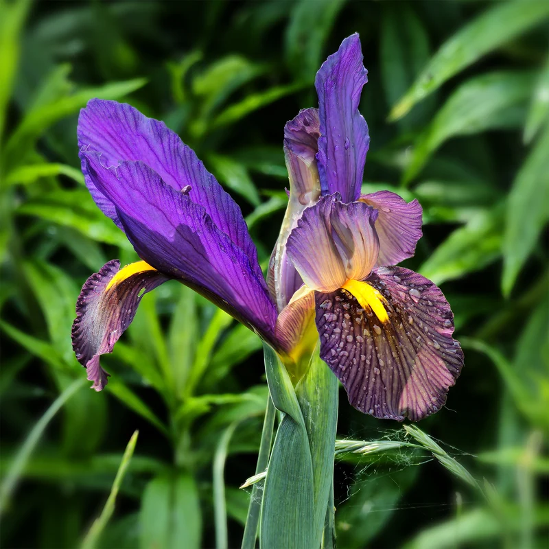 Holländische Iris Tiger Eyes (x10)