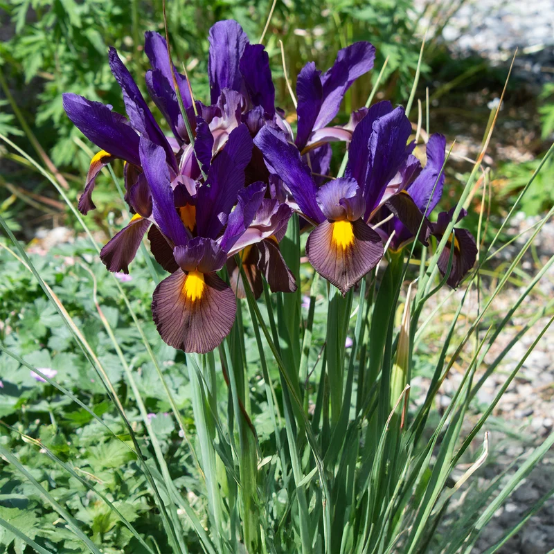 Holländische Iris Tiger Eyes (x10)