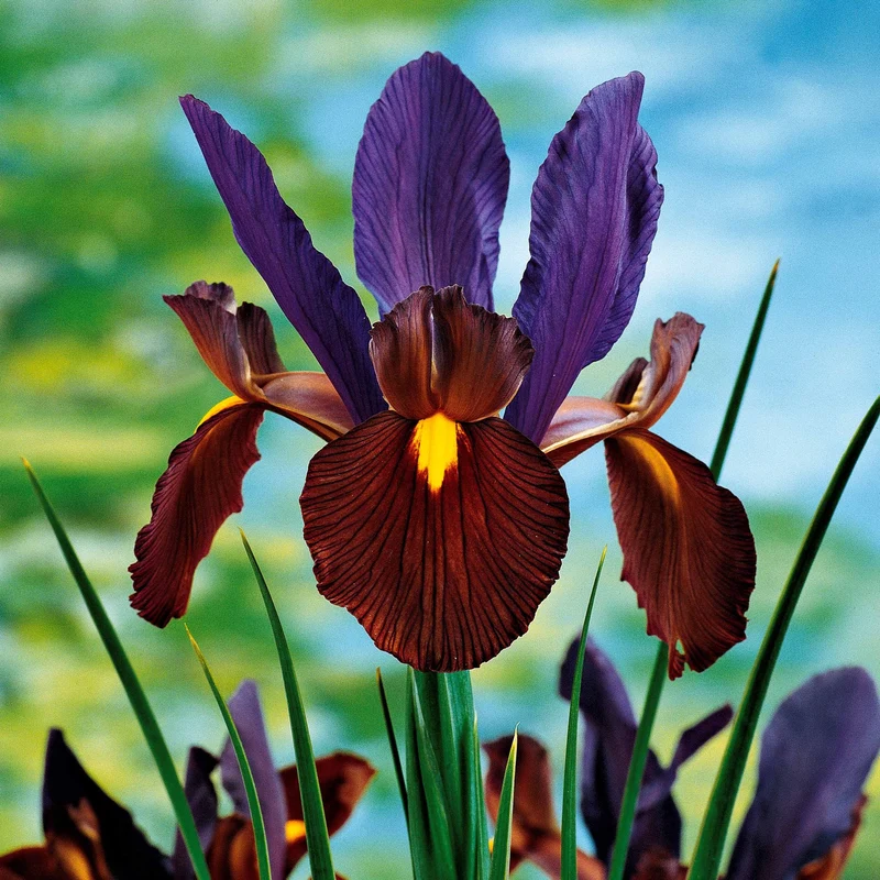 Holländische Iris Tiger Eyes (x10)