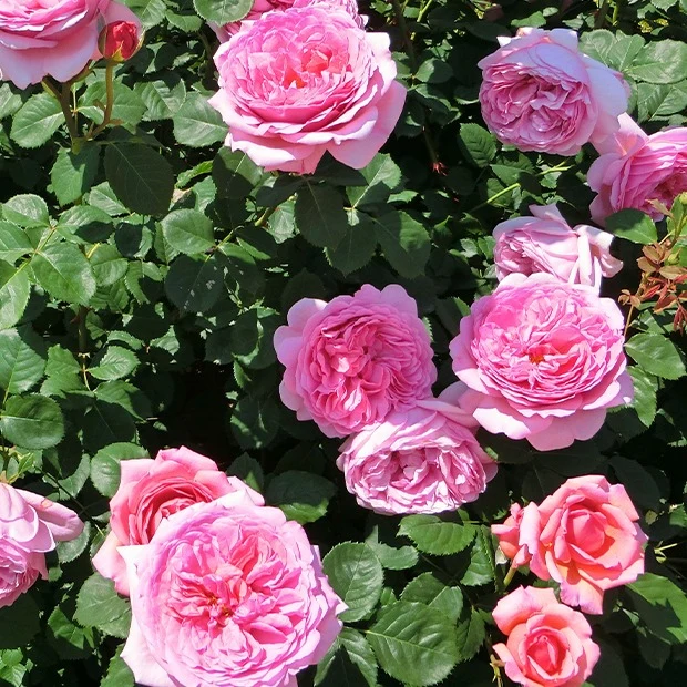 Englische Rosen Kollektion (x2)