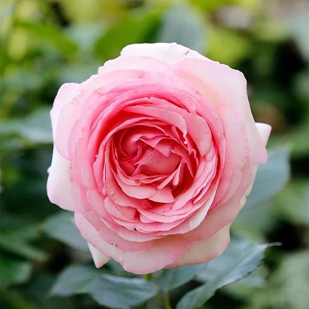 Englische Rosen Kollektion (x2)