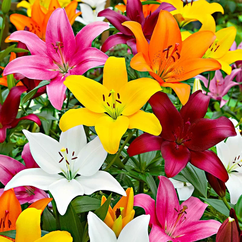 Asiatische Lilie 'Mid-Century'