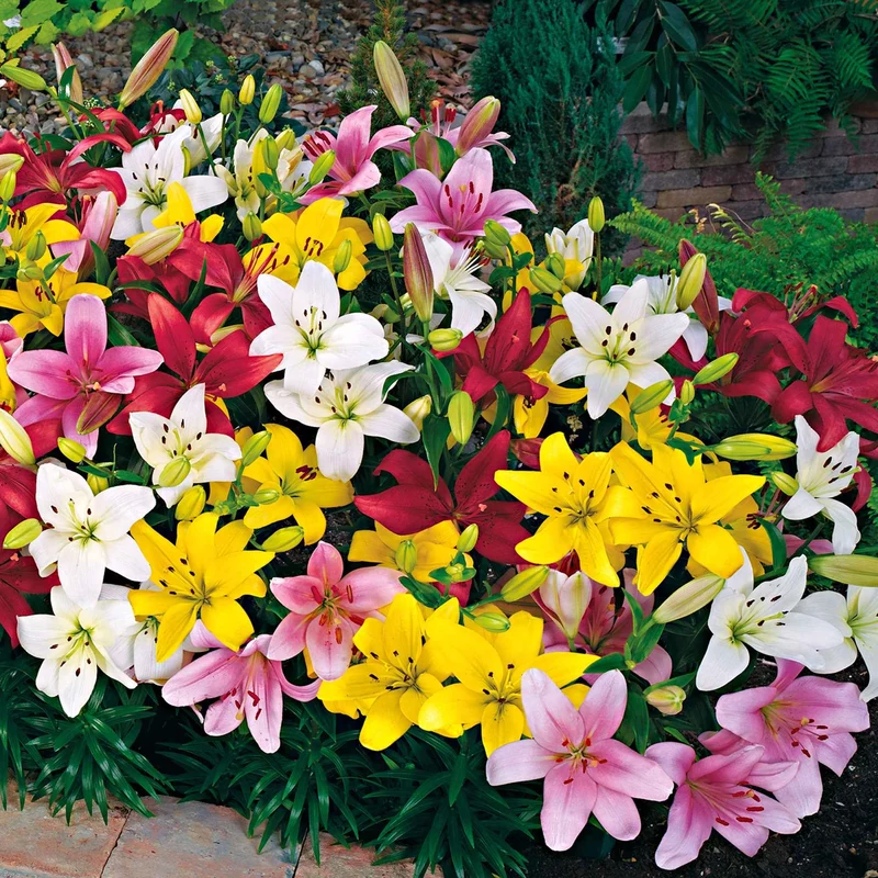 Asiatische Lilie 'Mid-Century'