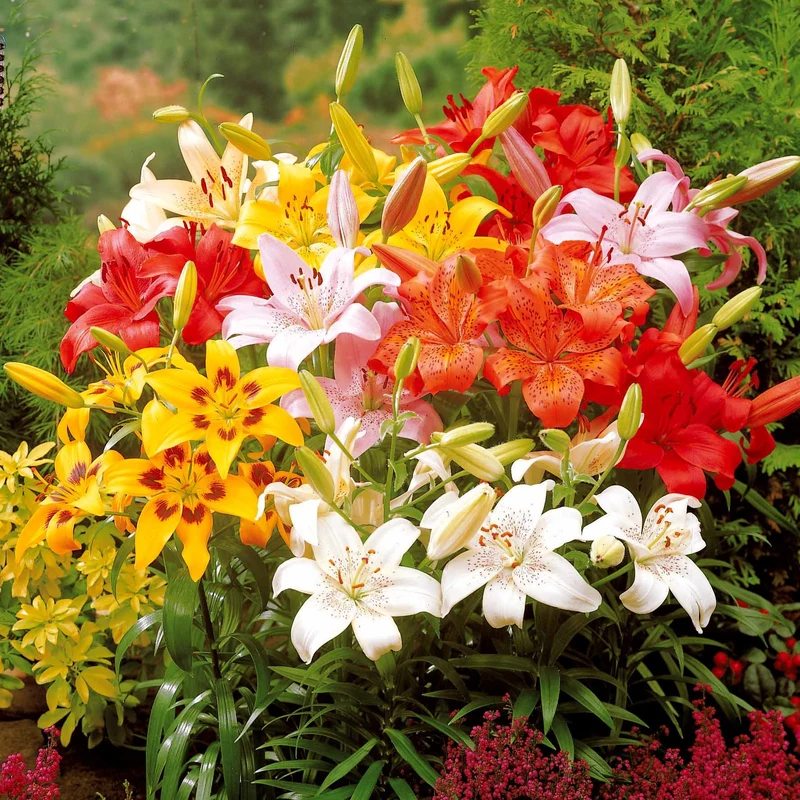 Asiatische Lilie 'Mid-Century'