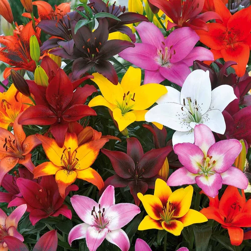 Asiatische Lilie 'Mid-Century'