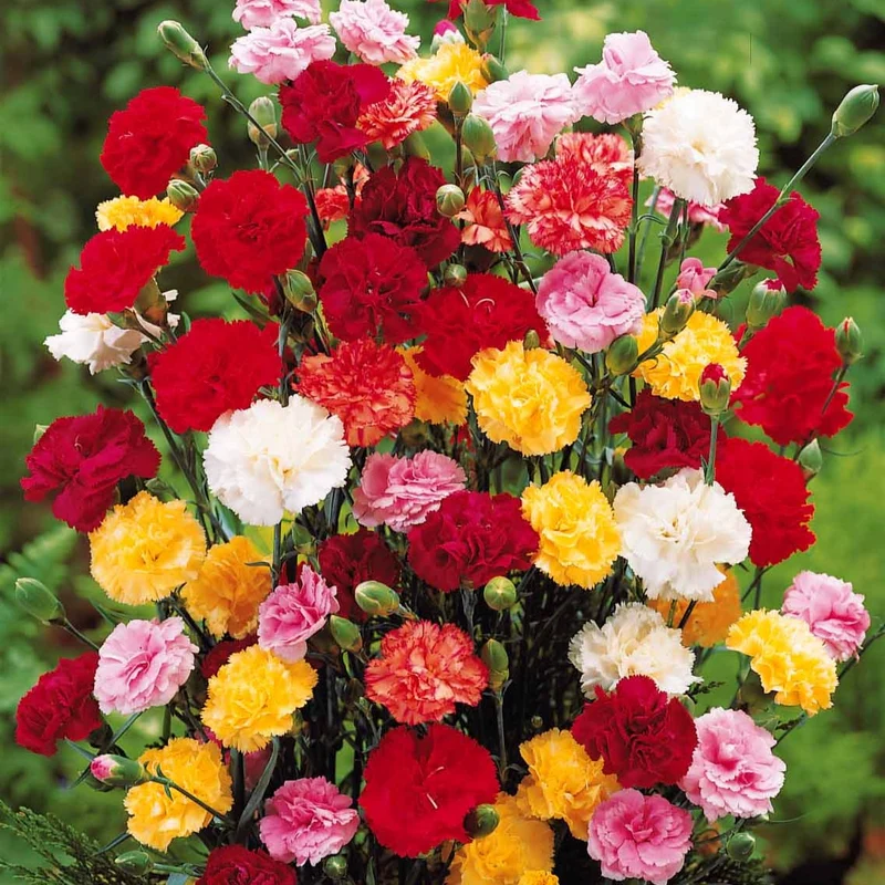 Gartennelken Triumph Mischung (x6)