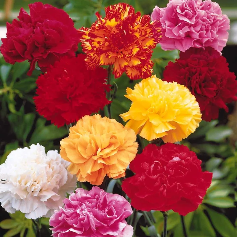 Gartennelken Triumph Mischung (x6)