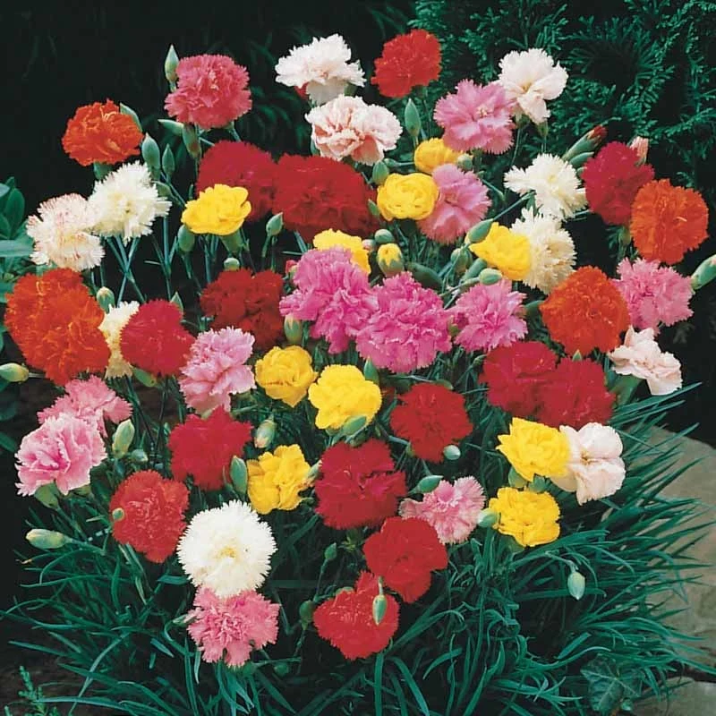 Gartennelken Triumph Mischung (x6)