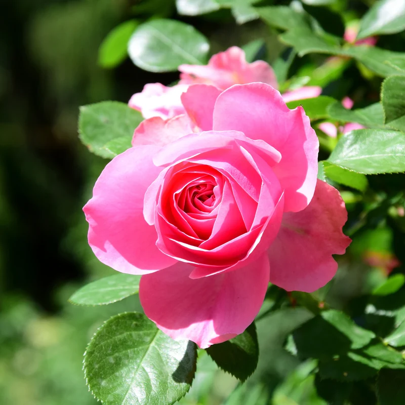 Rose Pink Perfume